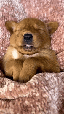 perrito relajado durmiendo y bostezando, reflejando el descanso que tendrás al consumir las gomitas masticables con citrato de magnesio de Riqui Tienda