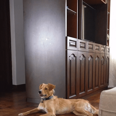 perro usando botón entrenador HiBOT para pedir un paseo