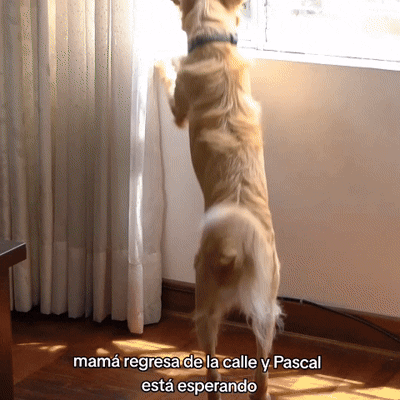 perro usando botón entrenador de perros y gatos para decirle a su dueña que la ama, expresar cariño a su dueña gracias a botón entrenador para perros y gatos HiBOT
